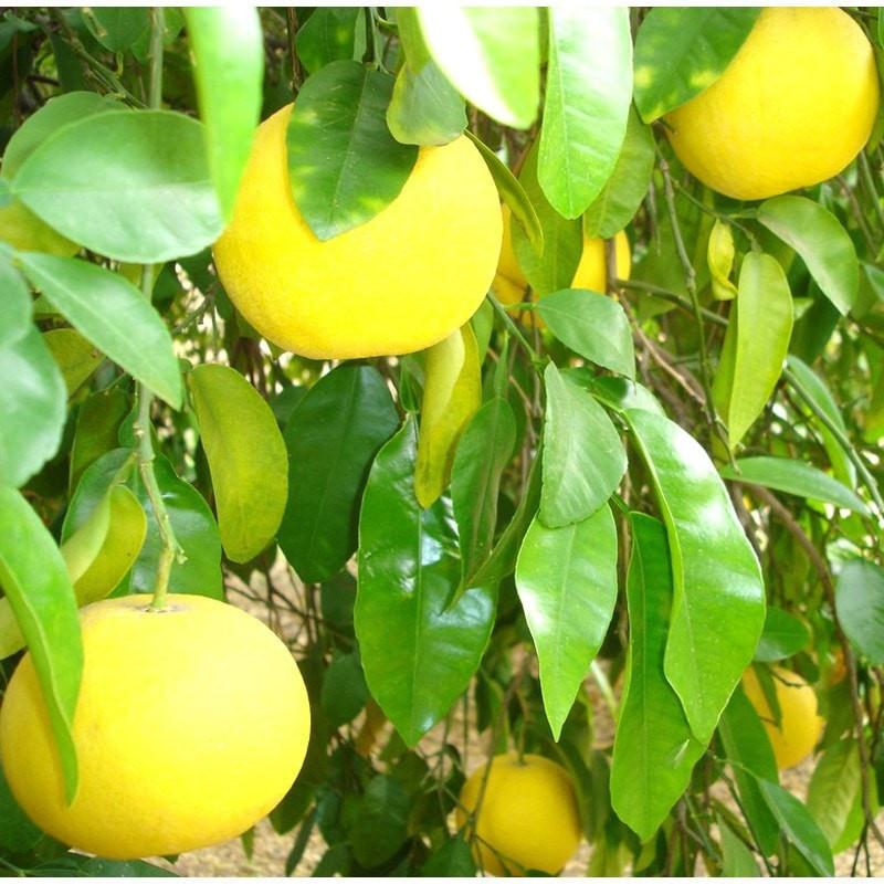 Grapefruit Essential Oil