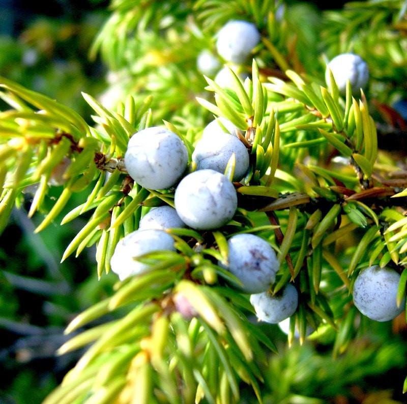 Juniper Berry Essential Oil