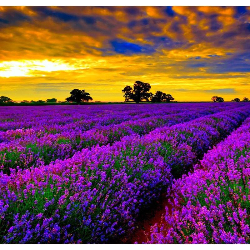 European Lavender Essential Oil