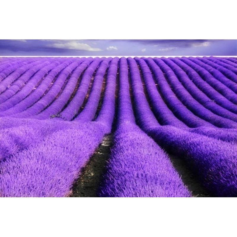 French Lavender Essential Oil