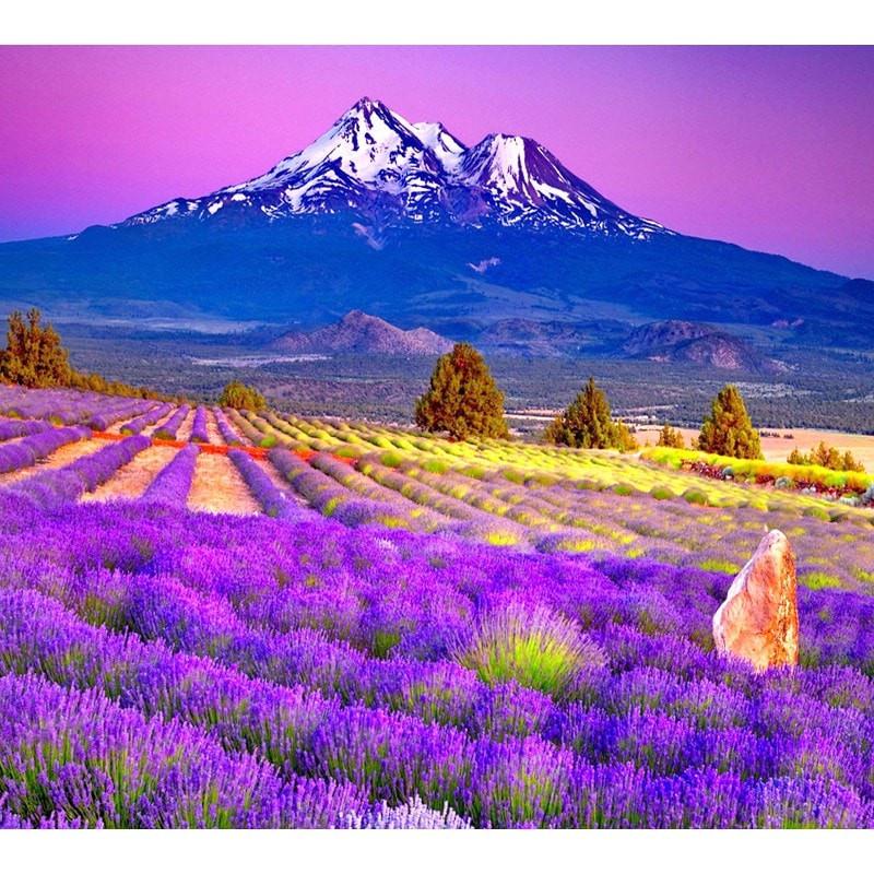 High Alpine Lavender Essential Oil