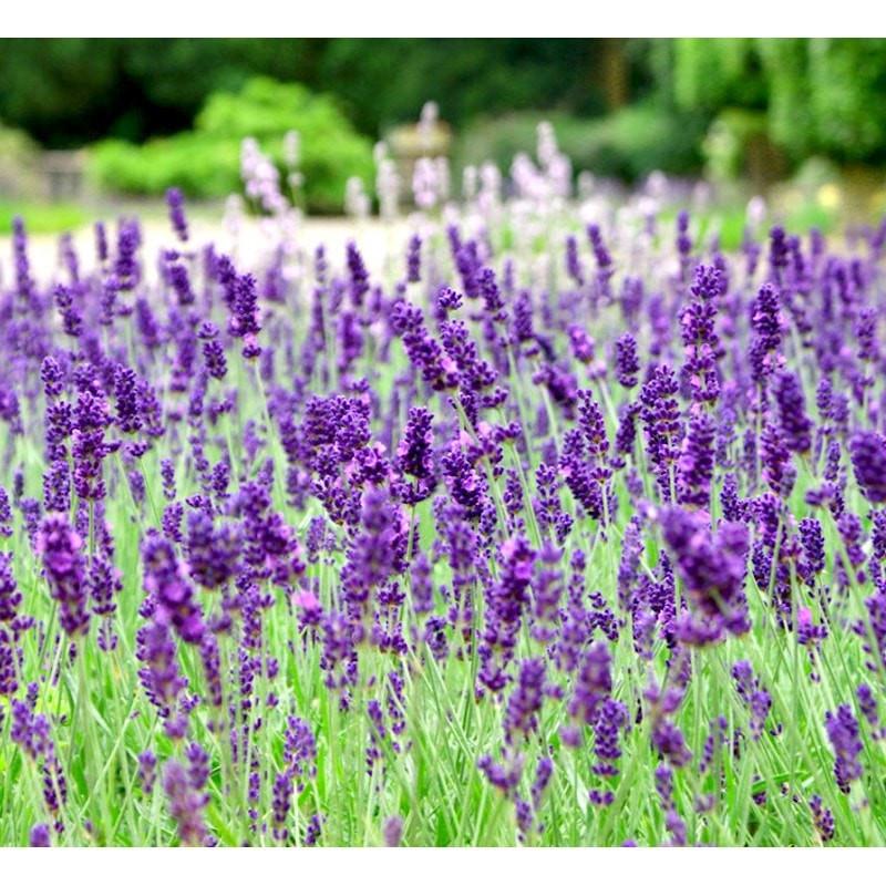 Lavender Spike Essential Oil