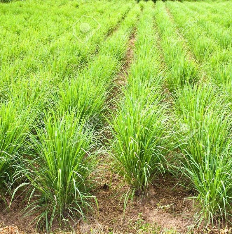 Lemongrass Essential Oil