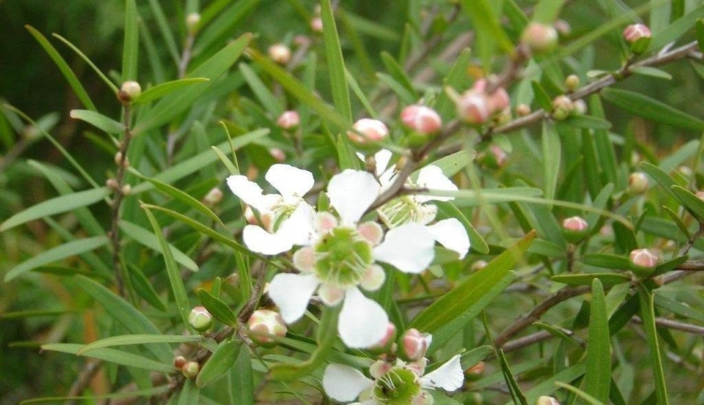 Lemon Scented Tea Tree Essential Oil