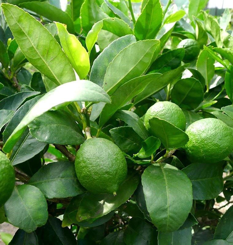 Lime Essential Oil