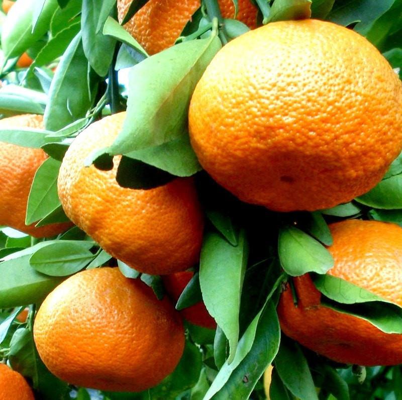 Mandarin Essential Oil