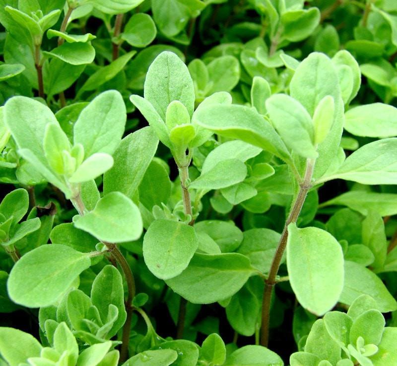 Marjoram Essential Oil