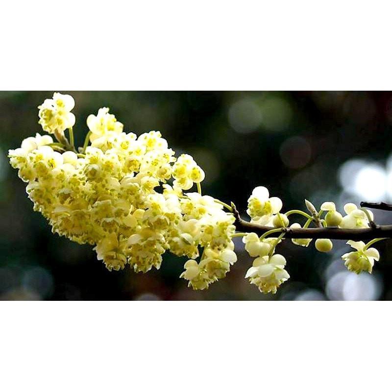 May Chang Essential Oil