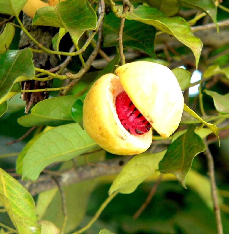 Nutmeg Essential Oil