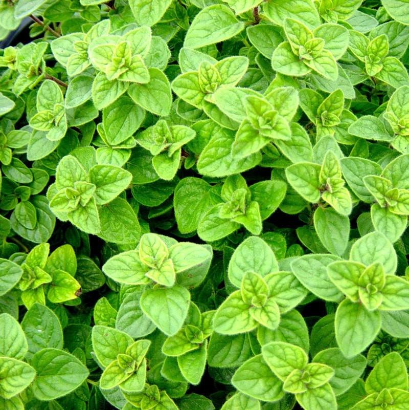 Oregano Essential Oil