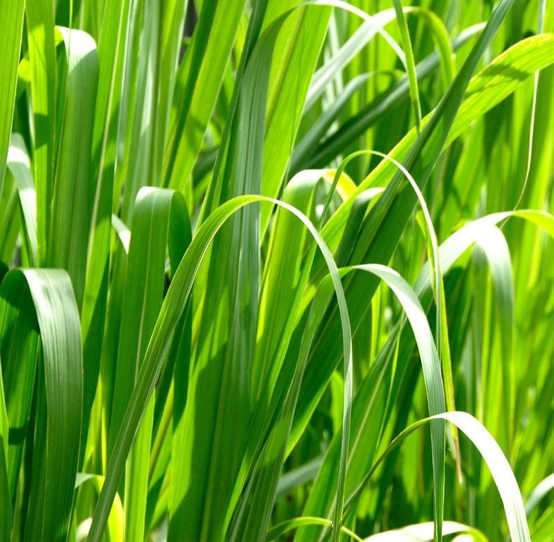 Palmarosa Essential Oil