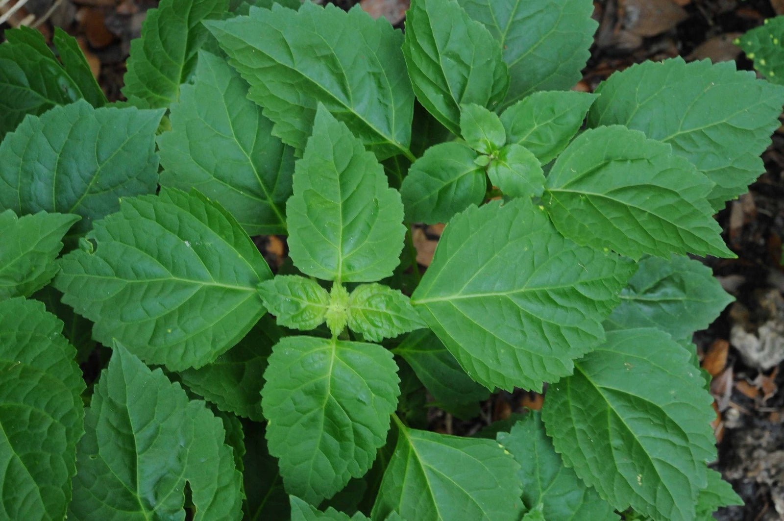 Patchouli Essential Oil