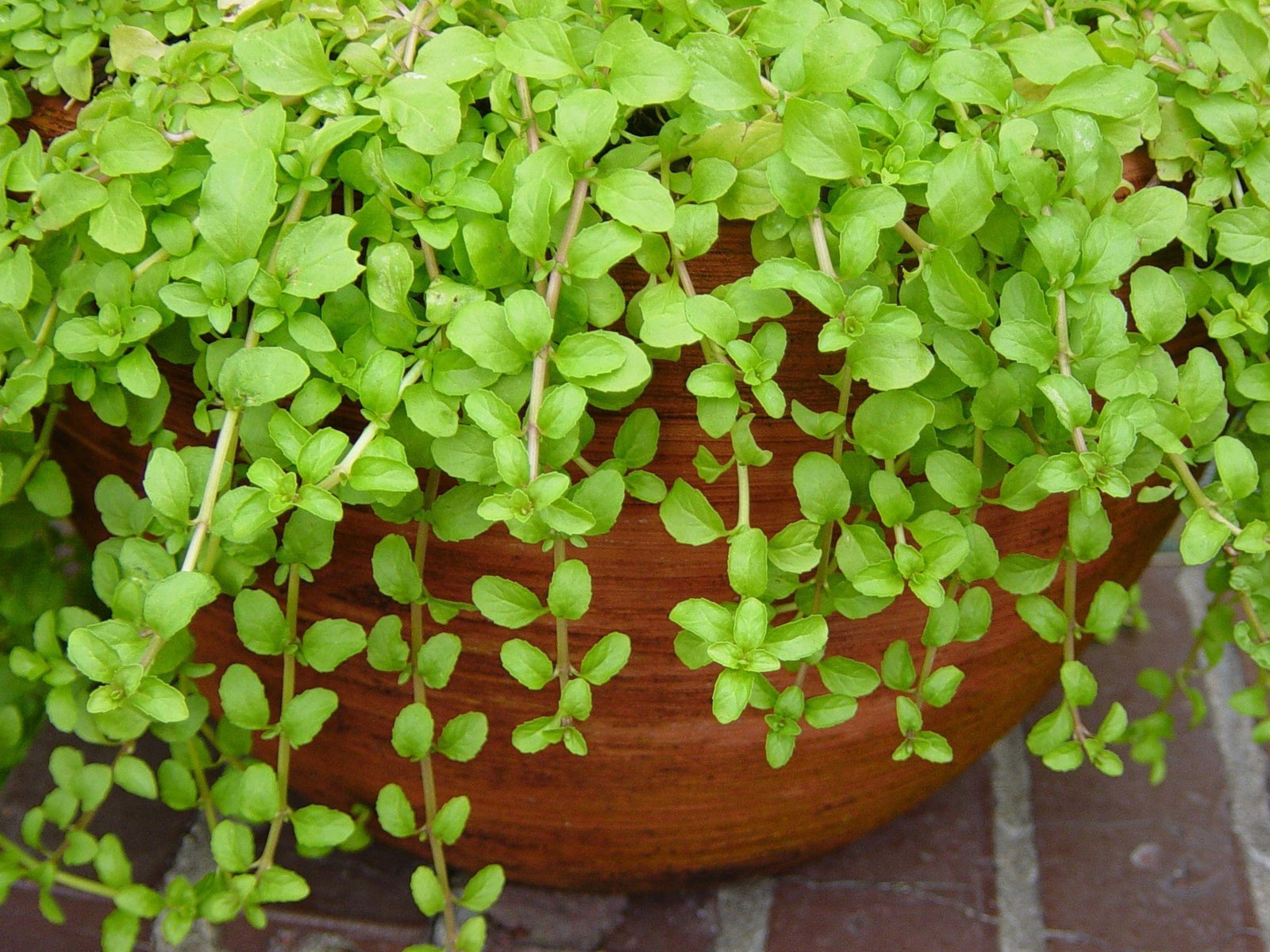 Pennyroyal Essential Oil