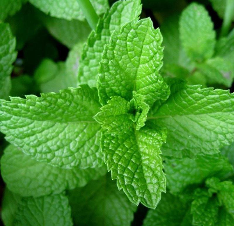 Peppermint Essential Oil
