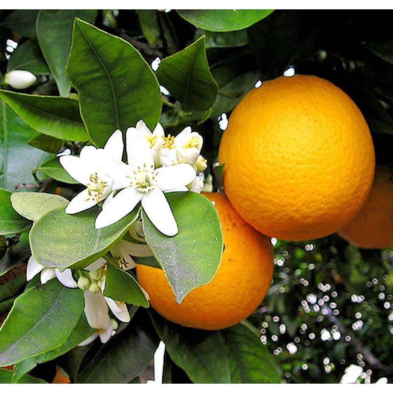 Petitgrain Essential Oil