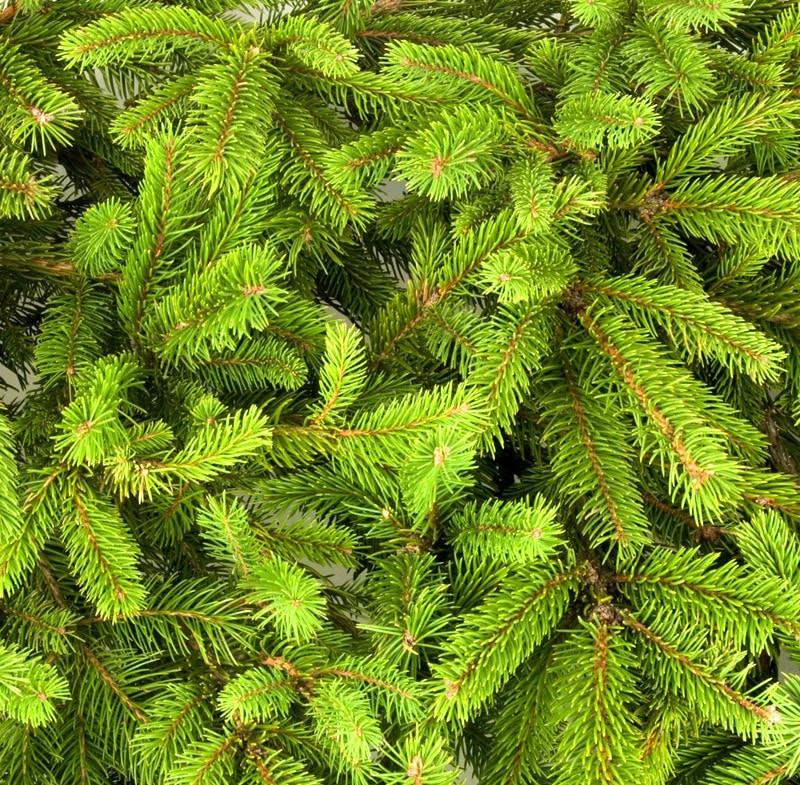 Pine Essential Oil