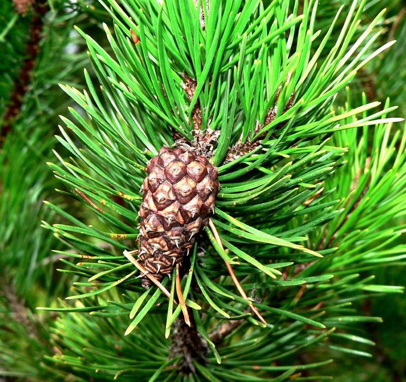 Pine Needles Essential Oil