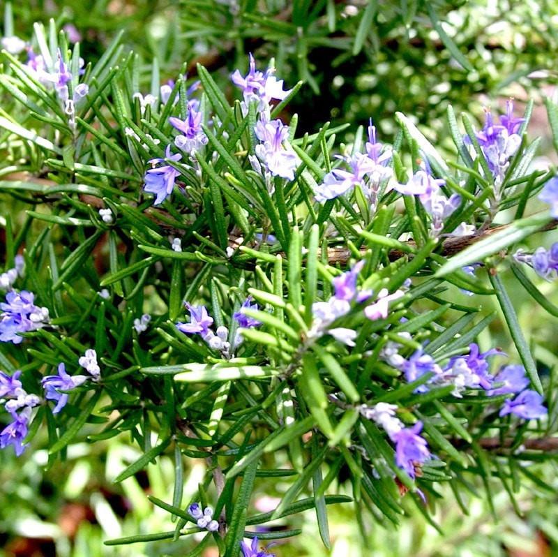 Rosemary Essential Oil