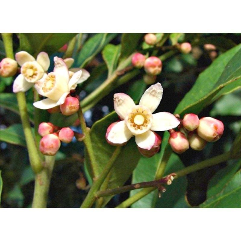 Rosewood Essential Oil