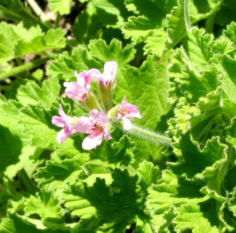 Rose Geranium Essential Oil
