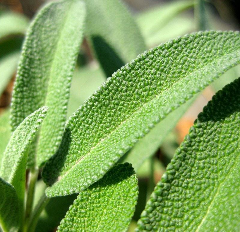 Sage Essential Oil