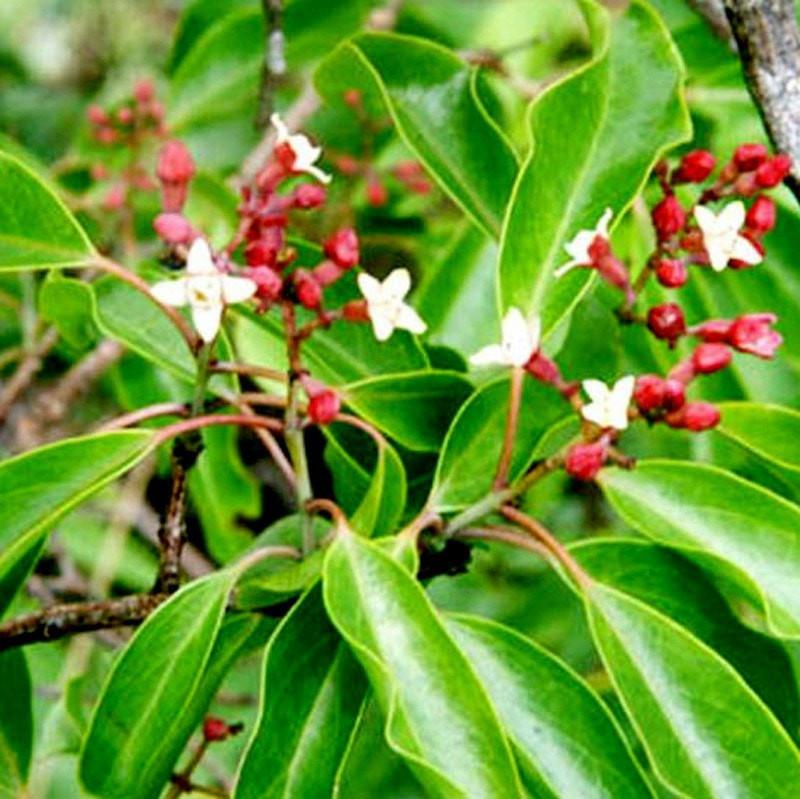 Sandalwood East West Essential Oil