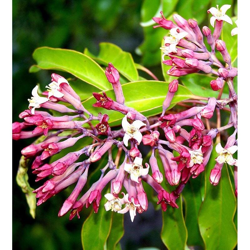 Sandalwood West Indian Essential Oil