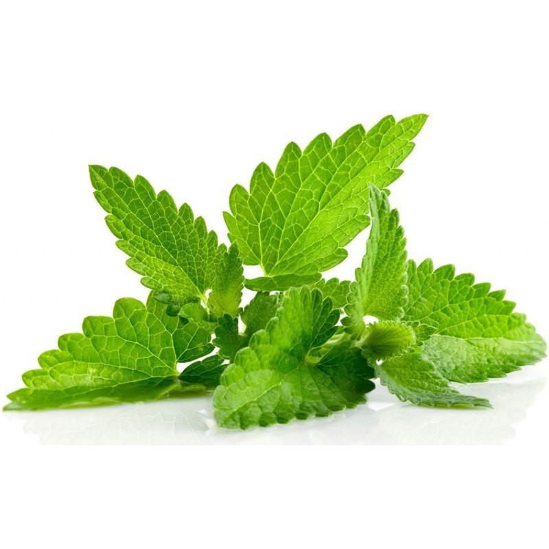 Spearmint Essential Oil