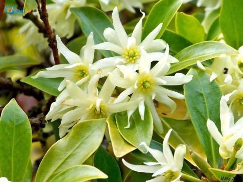 Star Anise Essential Oil
