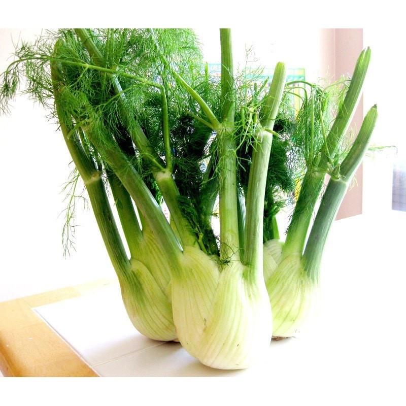 Sweet Fennel Essential Oil