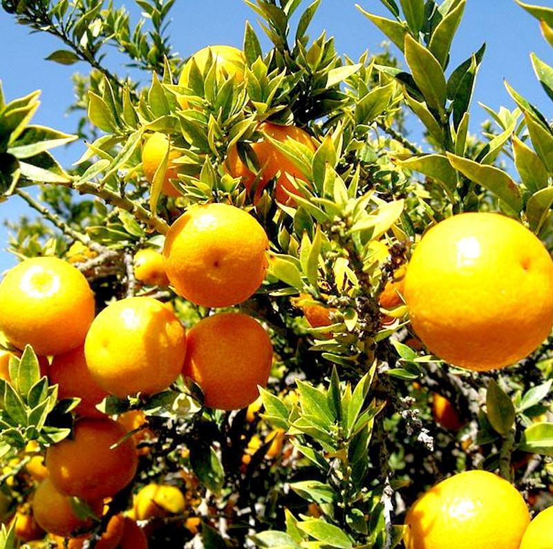 Sweet Orange Essential Oil