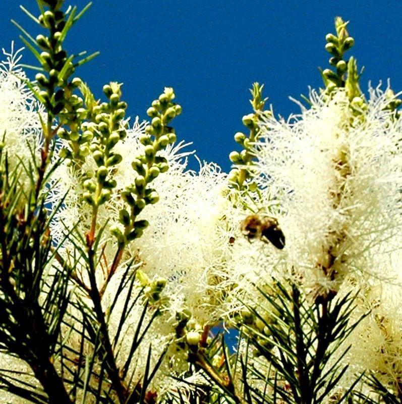 Tea Tree Essential Oil