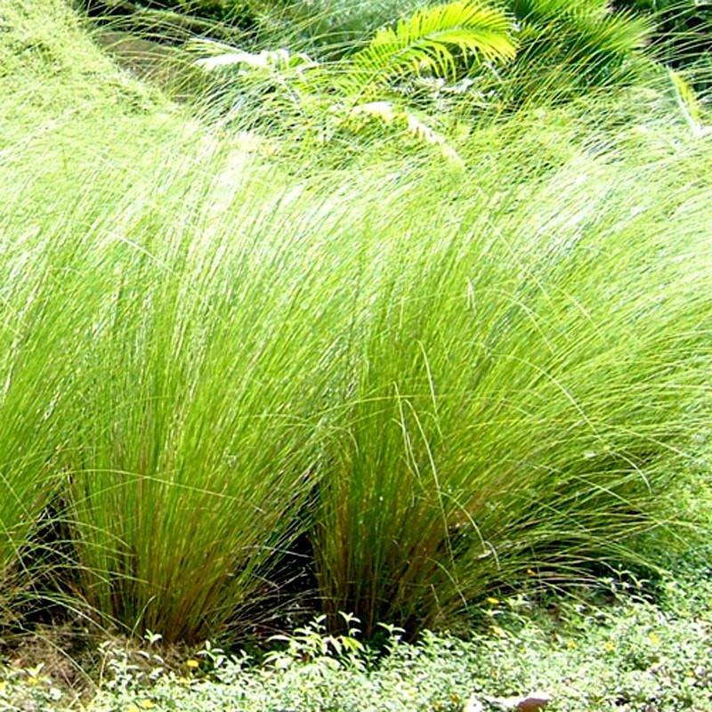 Vetiver Essential Oil