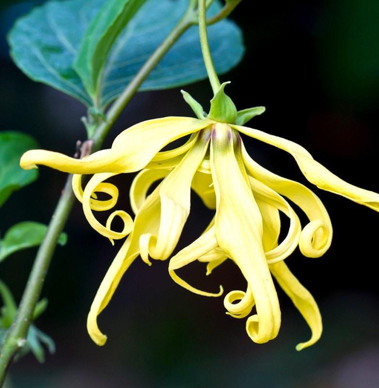 Ylang Ylang 1st Essential Oil