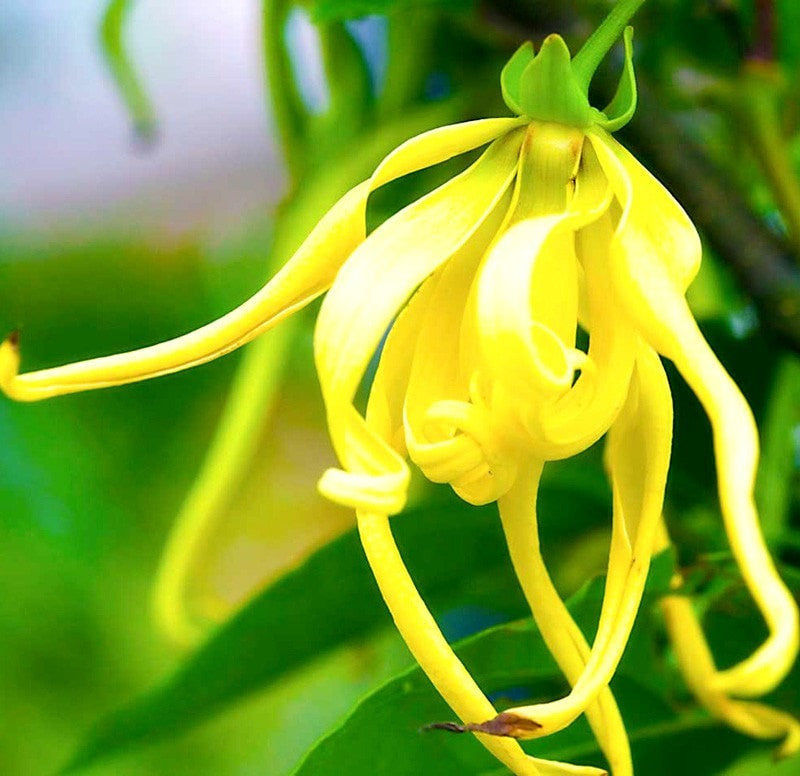 Ylang Ylang 3rd Essential Oil