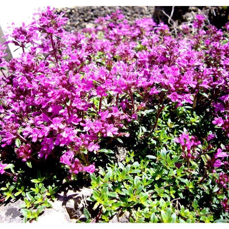 Red Thyme Essential Oil