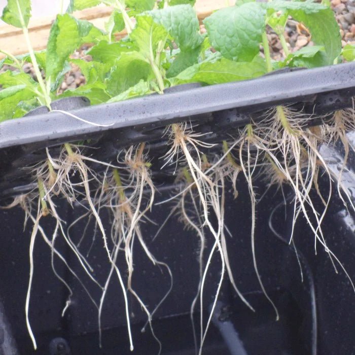 120 Plant Aeroponic Propagation Mister | Nutriculture X-Stream