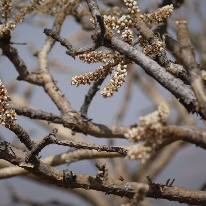 Frankincense Serrata Essential Oil