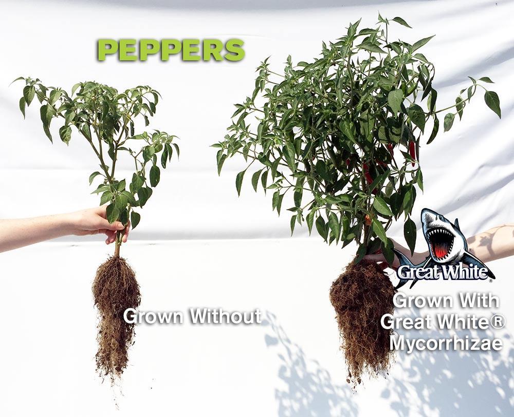 Great White Premium Mycorrhizae - 750 Grams