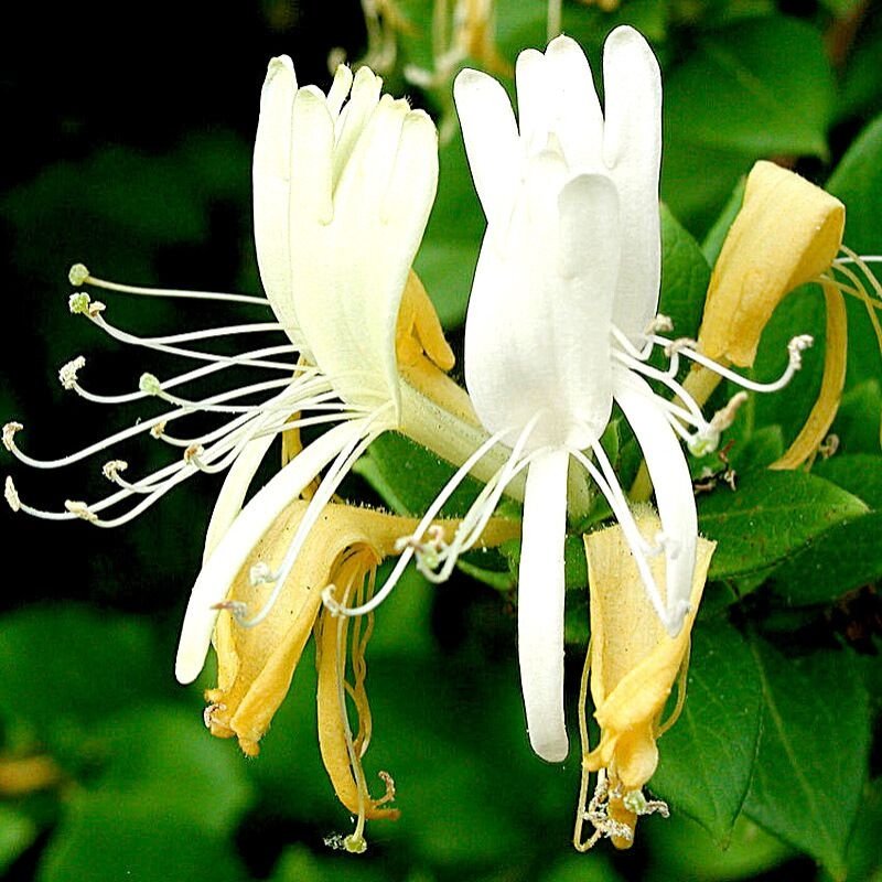Honeysuckle Essential Oil