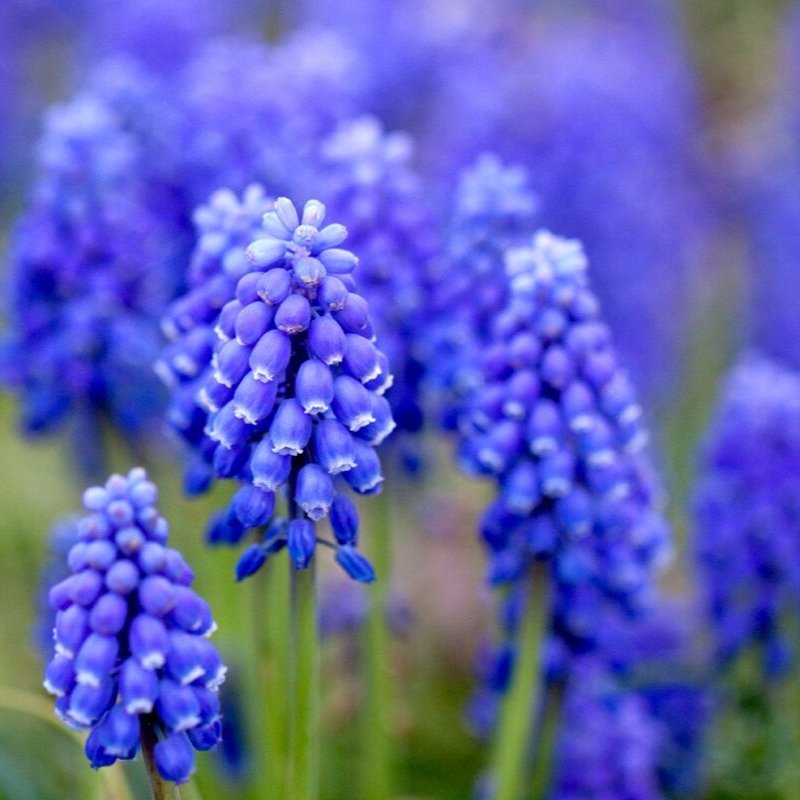 Hyacinth Essential Oil
