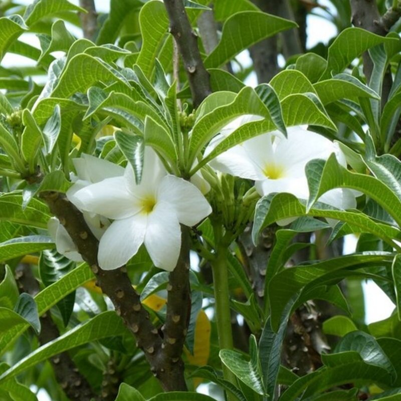 Nag Champa Essential Oil