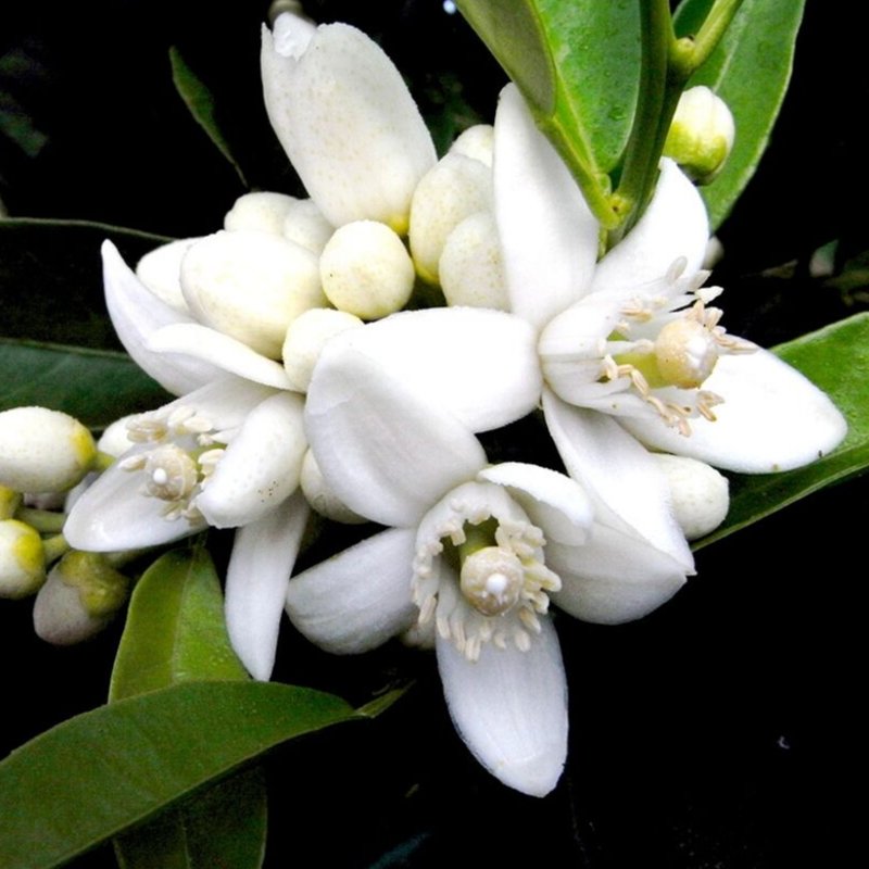 Neroli Essential Oil