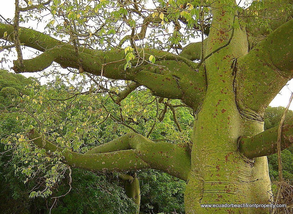 Palo Santo Essential Oil