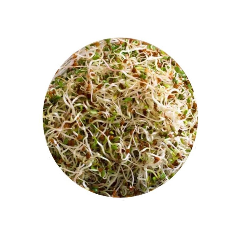 Smart Garden Sprouting Alfalfa Seeds