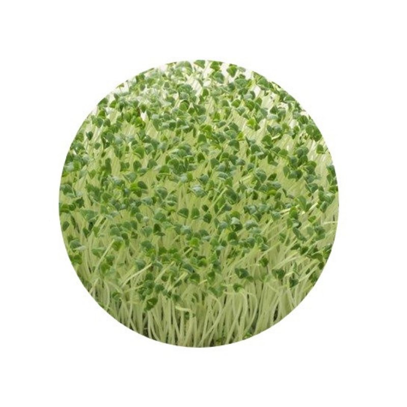 Smart Garden Sprouting Chia Seeds