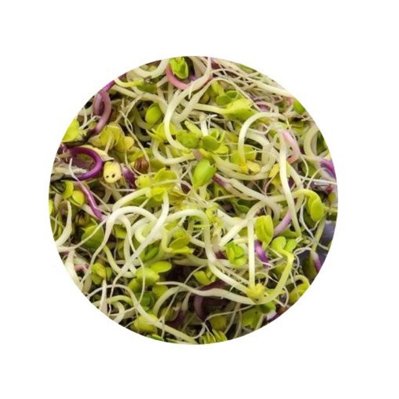 Smart Garden Sprouting Japanese Radish Seeds