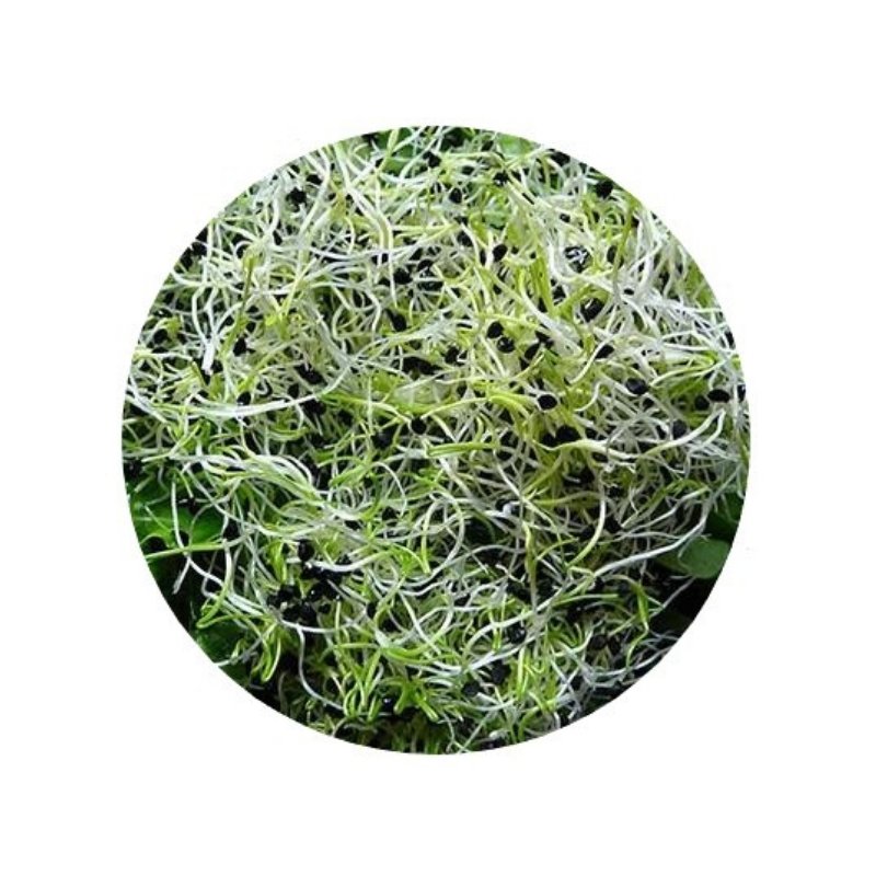 Smart Garden Sprouting Onion Seeds