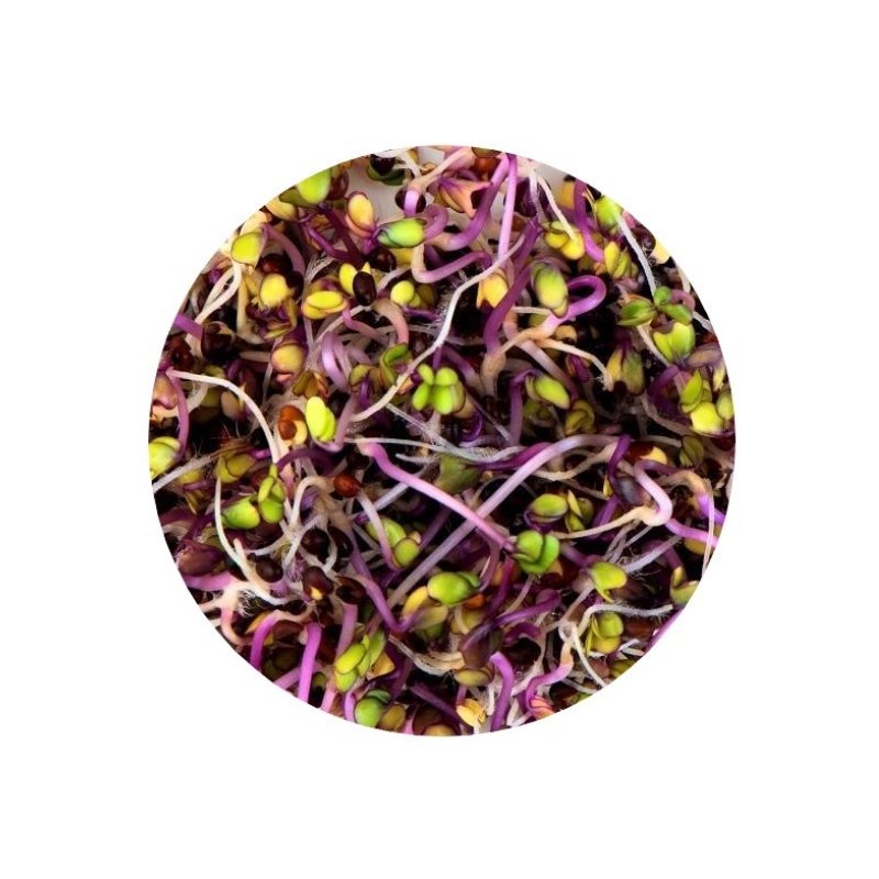 Smart Garden Sprouting Pink Kale Seeds