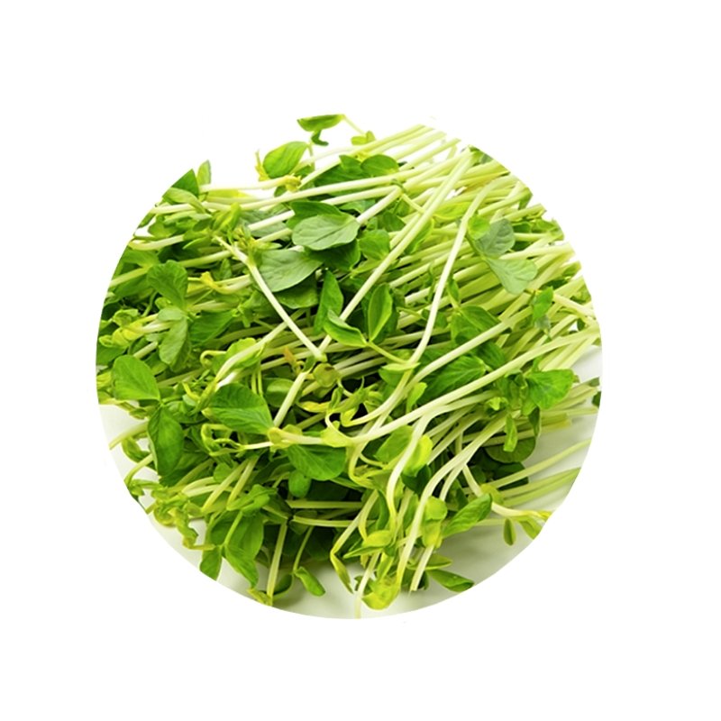 Smart Garden Sprouting Snow Pea Seeds